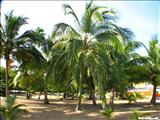 Jobos Beach - ISABELA